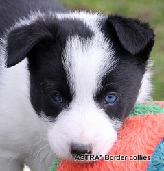 Black and white Male, Smooth to medium coated, border collie puppy